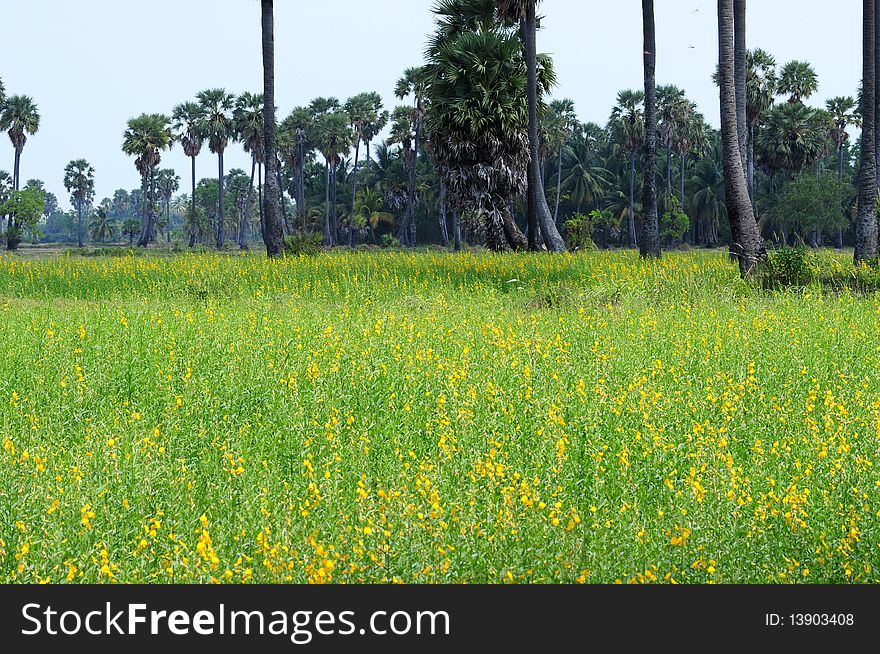 Grassland in Thailand in front of a group of palm tree.