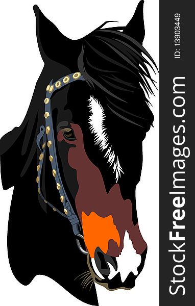 Vector illustration of isolated color portrait horse