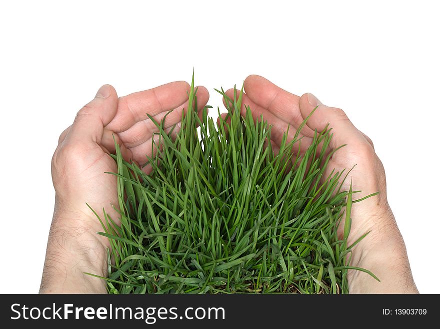 Human hands holding green grass. Isolated on white with clipping path. Human hands holding green grass. Isolated on white with clipping path