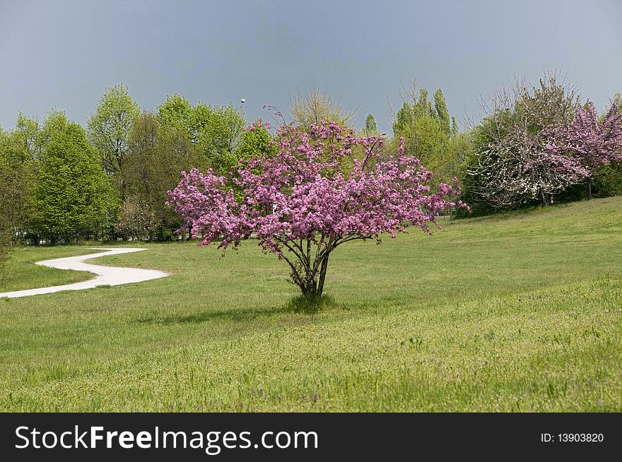 Picture of a tree with flowers in spring in a park. Picture of a tree with flowers in spring in a park.