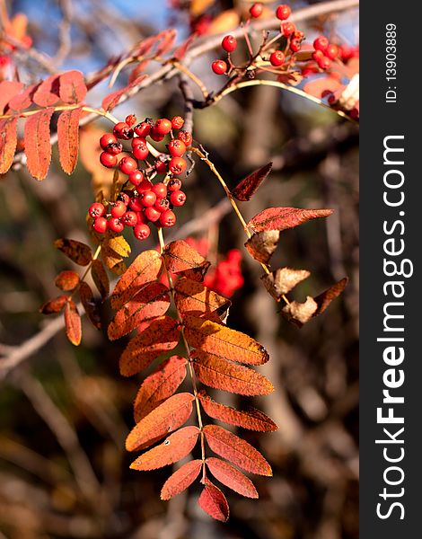 Golden fall leaves, red ashberrys and blue sky. Golden fall leaves, red ashberrys and blue sky