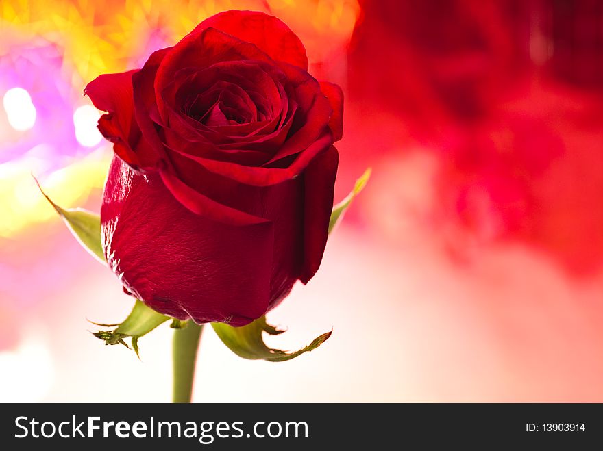 Red rose close up with red bokeh. Love postcard.