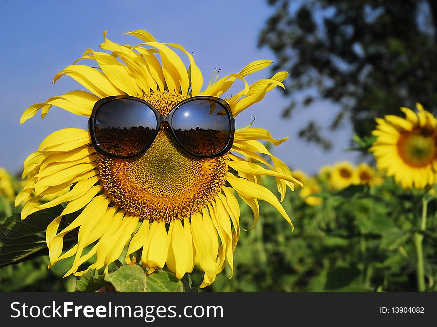 Sunflower wearing sunglasses