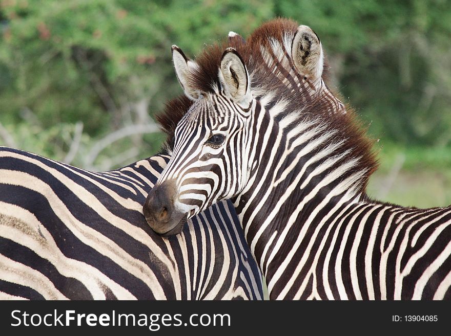 Baby Zebra close to mum. Baby Zebra close to mum