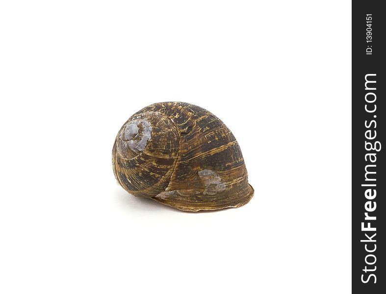 Empty garden snail shell isolated against white background.
