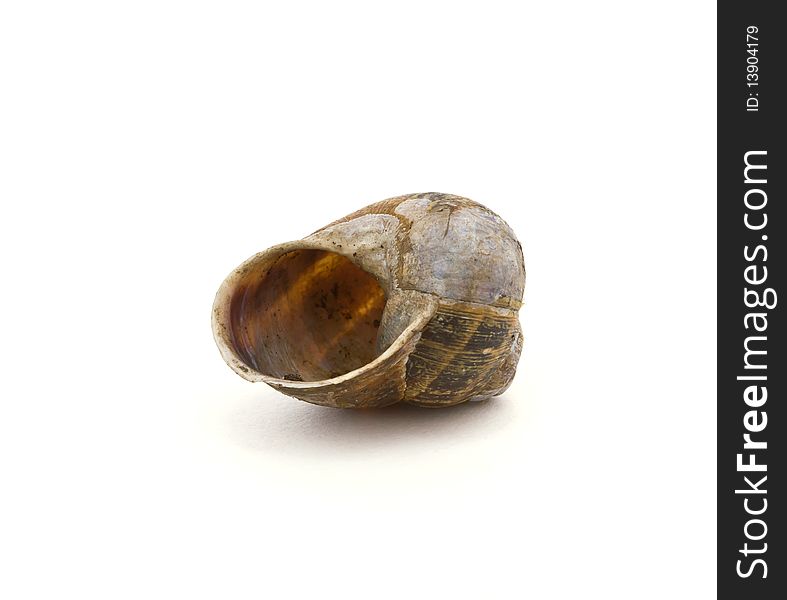 Empty garden snail shell isolated against white background.