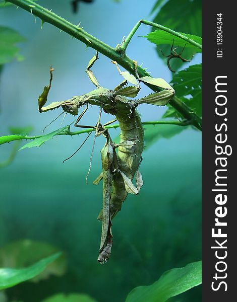 Two stick-insects on a branch. Two stick-insects on a branch