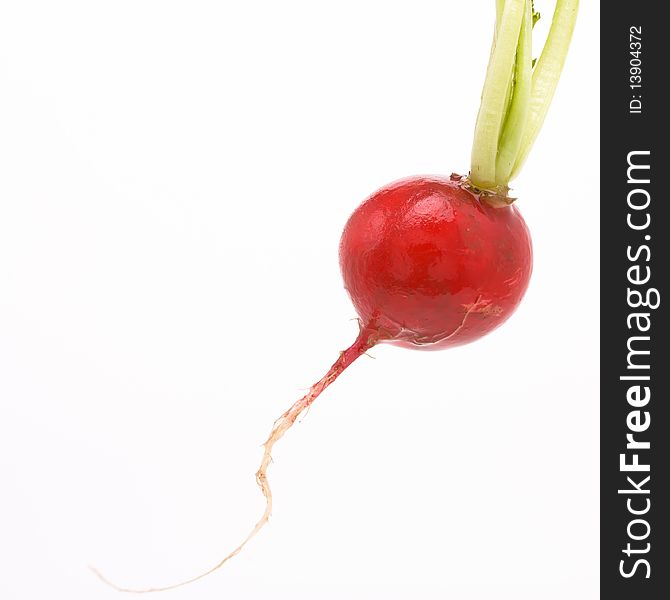 Single vibrant red Radish with root isolated against white background.