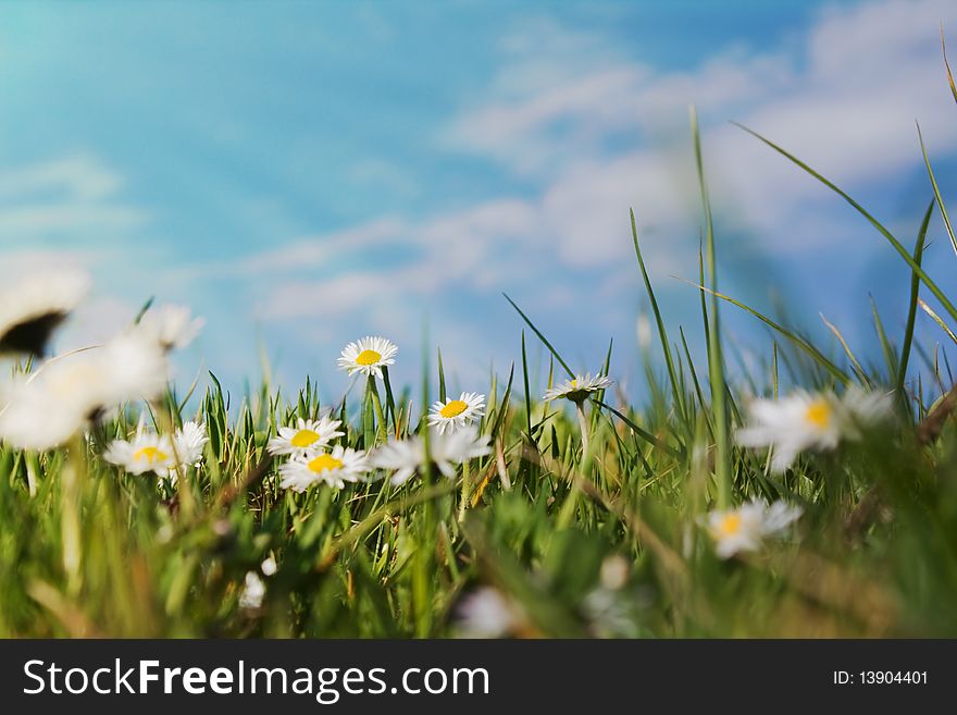Green grass field with daisies in the sunlight