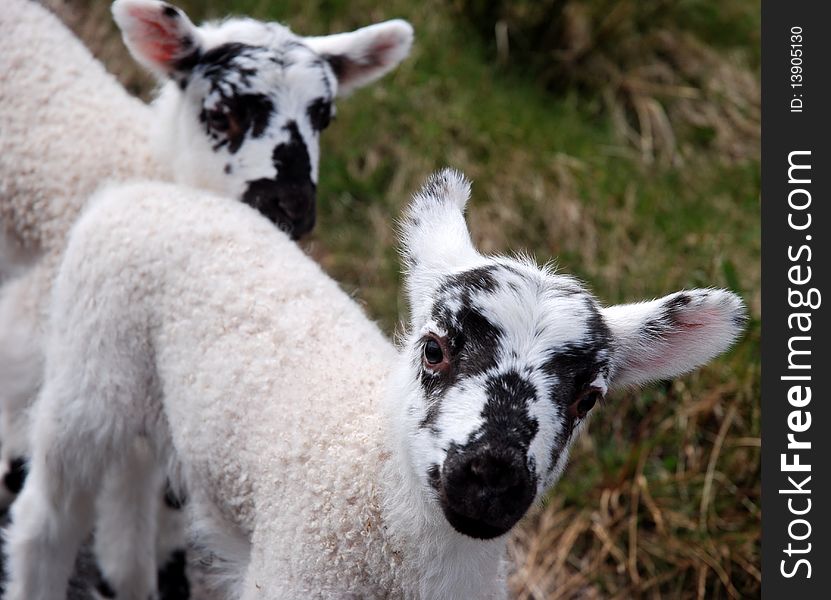 A pair of new black faced spring lambs. A pair of new black faced spring lambs.