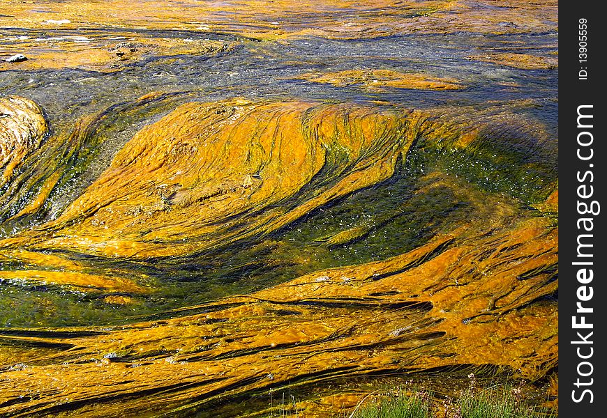 Colorful algae floats on geothermal stream in Yellowstone USA. Colorful algae floats on geothermal stream in Yellowstone USA