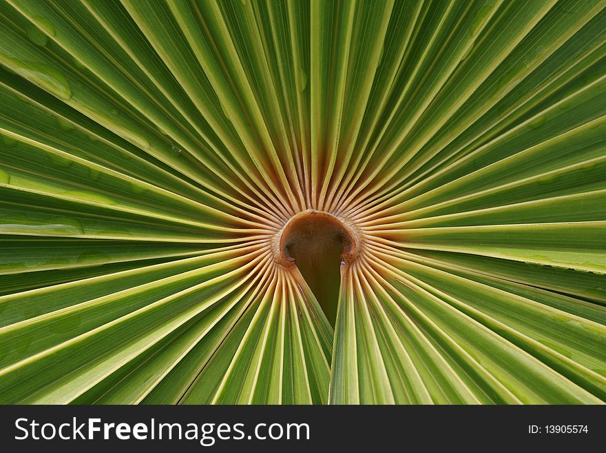 Palm tree leaf