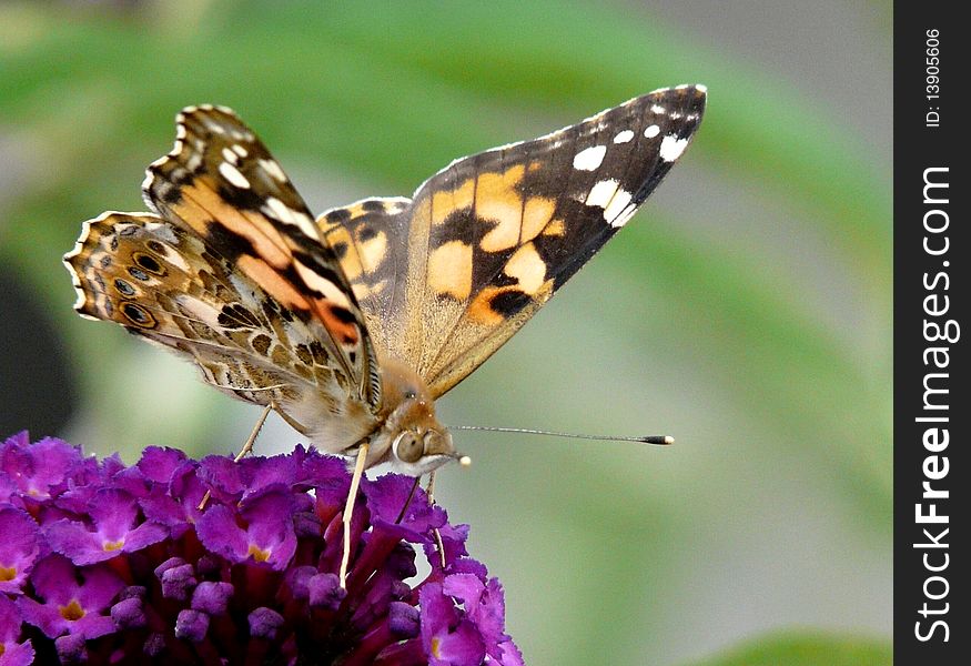 Detail of butterfly on the flower