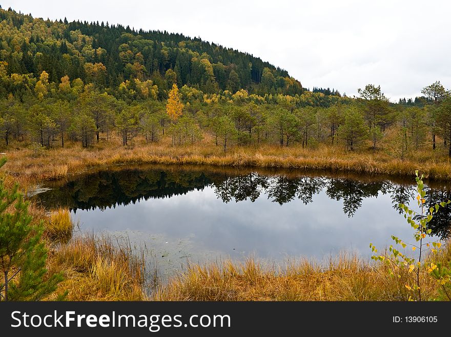 Swamp in the Romanian Mountains