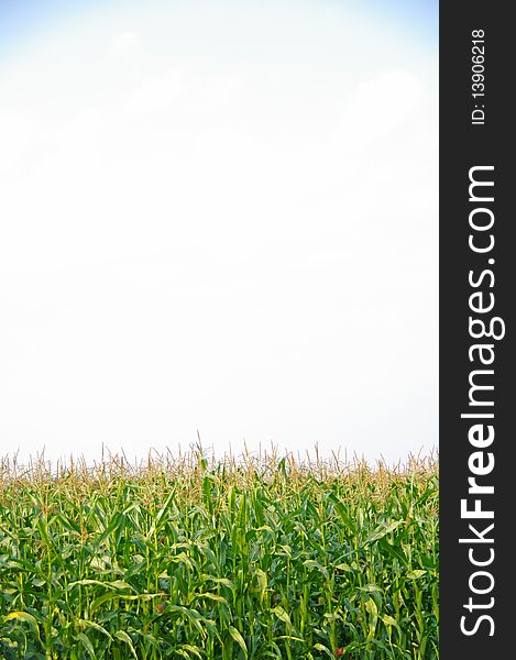 A healthy crop of corn growing in the summer sun. A healthy crop of corn growing in the summer sun.