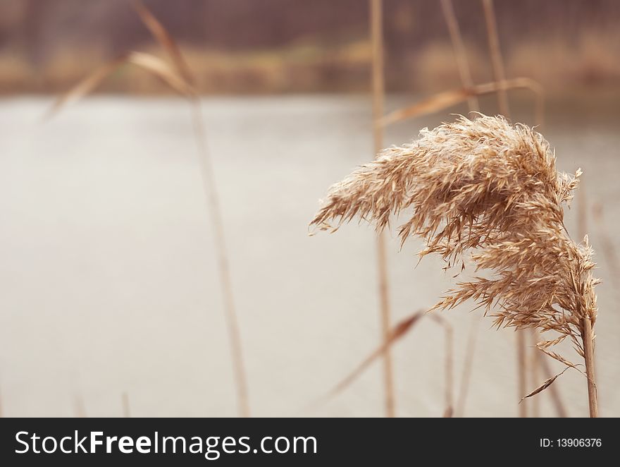 Lake, old grass,  reed