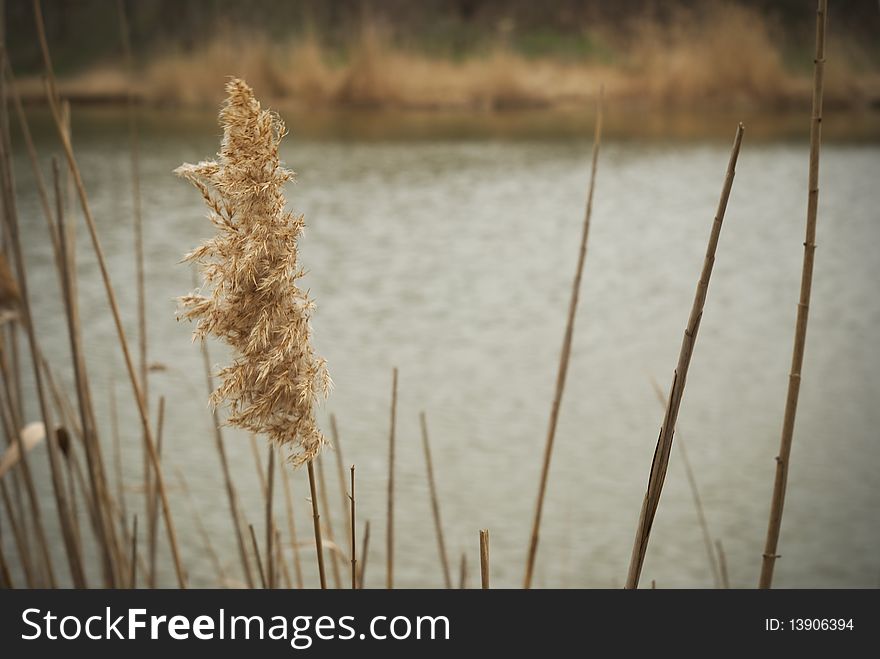 Lake, Old Grass,  Reed