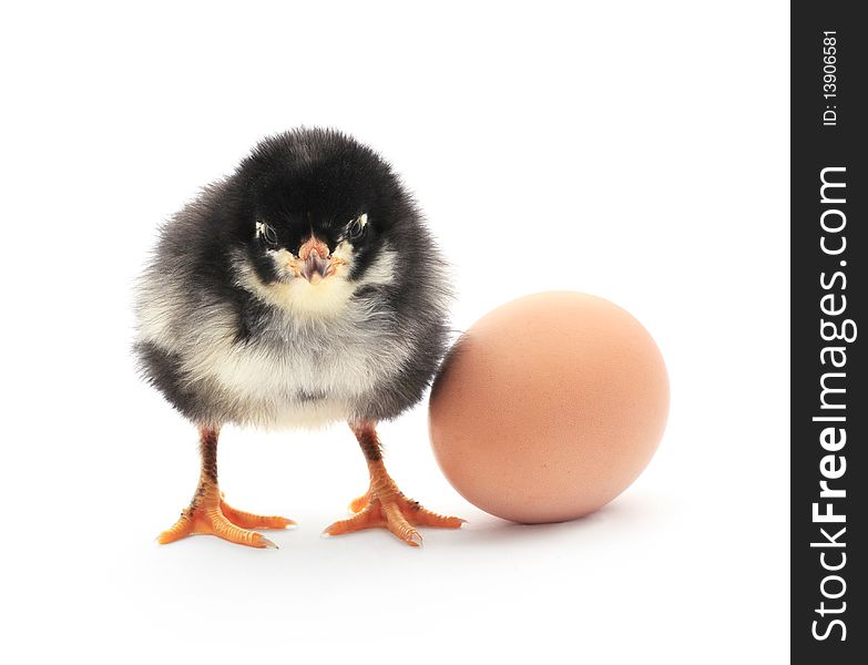 A baby chick sits next to a brown egg on white background. A baby chick sits next to a brown egg on white background