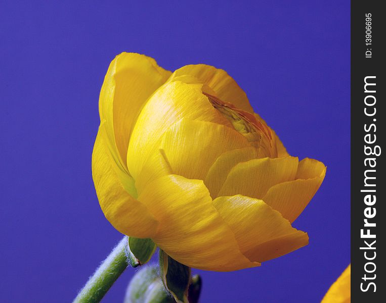 Yellow Ranunculus against a dark blue background