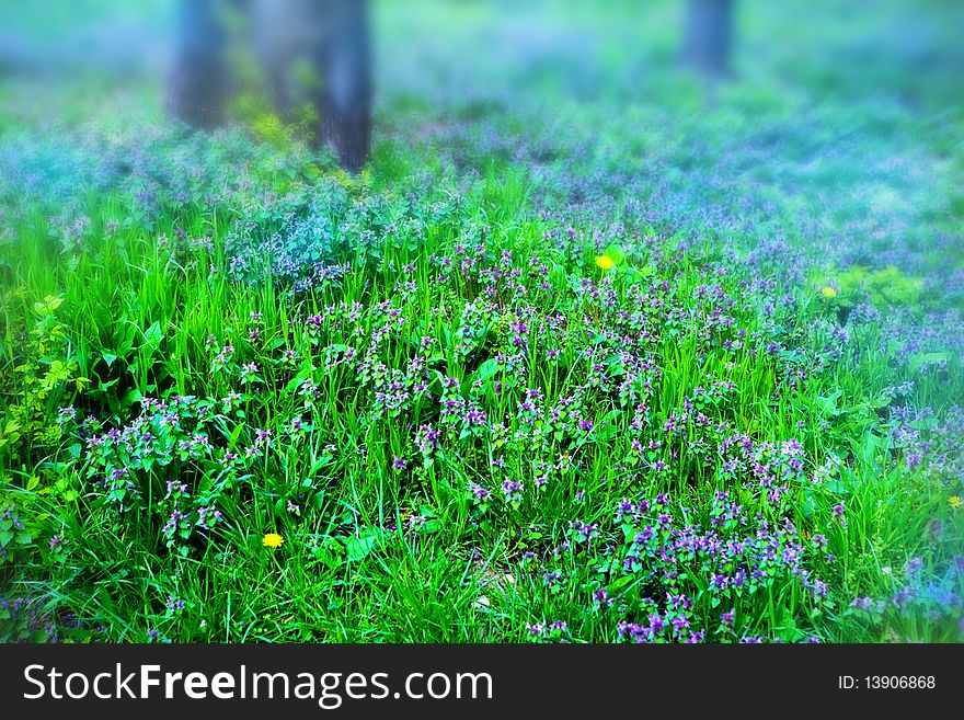 Close up with grass and blue flowers