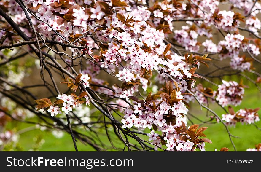 Close up with a branch with spring flowers