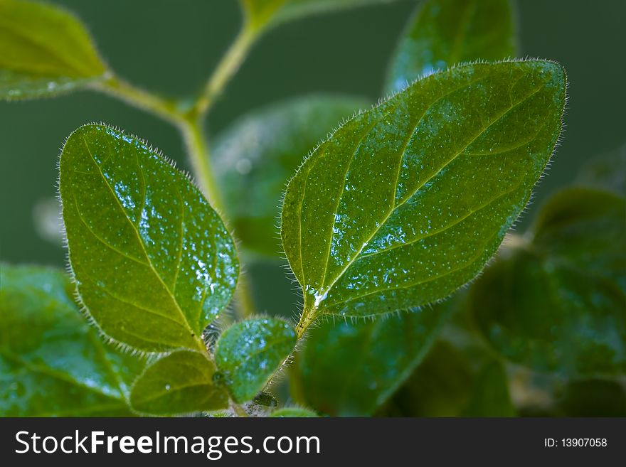 Close up,Many oregano leaves - macro shot