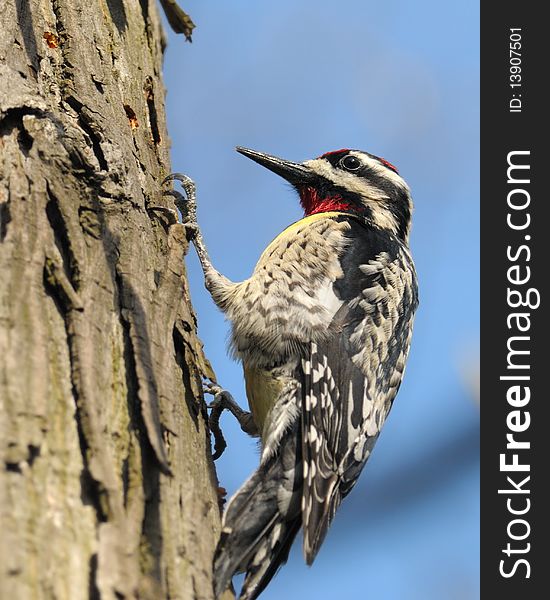 Downey Woodpecker