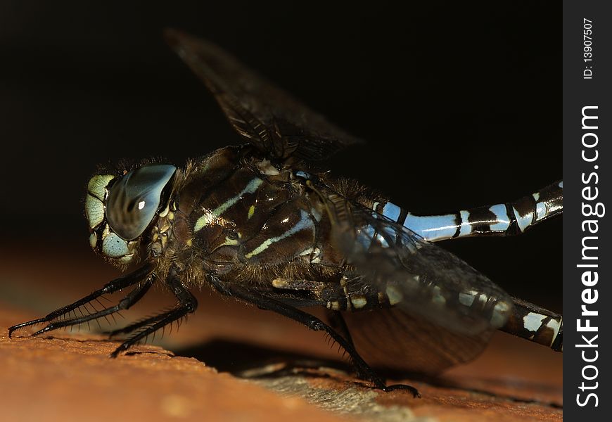 Male Dragonfly, Fertilizing Eggs.