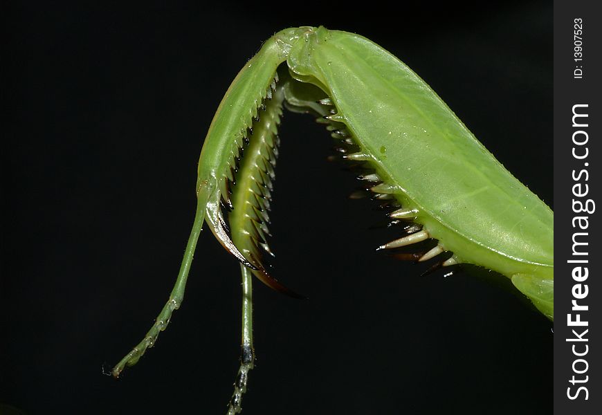 Photo of Praying Mantis legs. Photo of Praying Mantis legs.