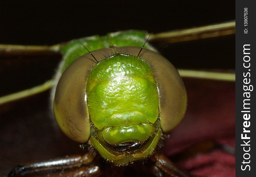 Photo of a Common Green Darner's face. Photo of a Common Green Darner's face.