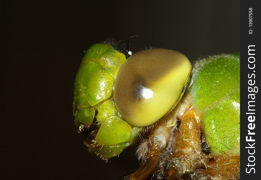 Photo of a Green Darners face taken from the side. Photo of a Green Darners face taken from the side.