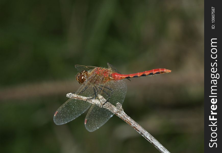 Red Dragonfly At Rest