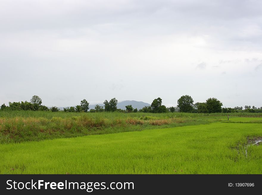 Beautiful rice field in chonburi, thailand