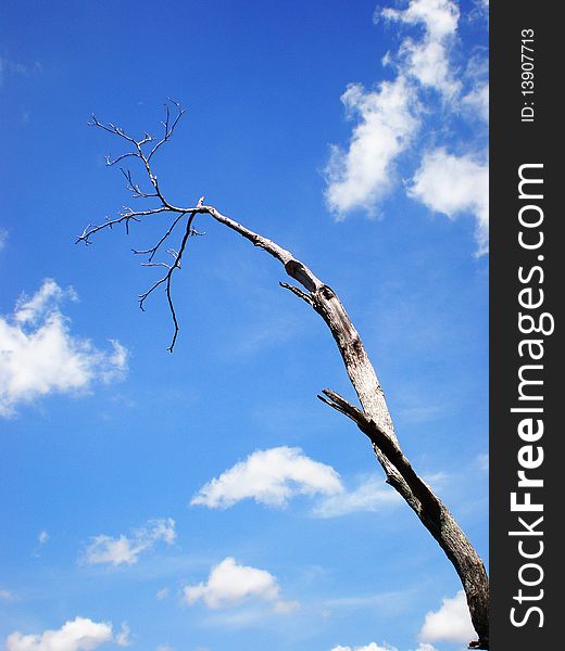 Dead tree branch in the blue cloud sky. Dead tree branch in the blue cloud sky