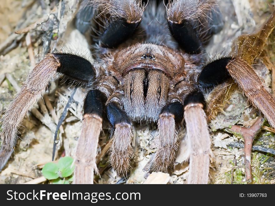 A very closed up of the tarantula face. A very closed up of the tarantula face