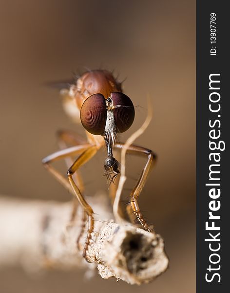 A robber fly is eating a small fly, this is life cycle and how the nature rules its surrounding. A robber fly is eating a small fly, this is life cycle and how the nature rules its surrounding.