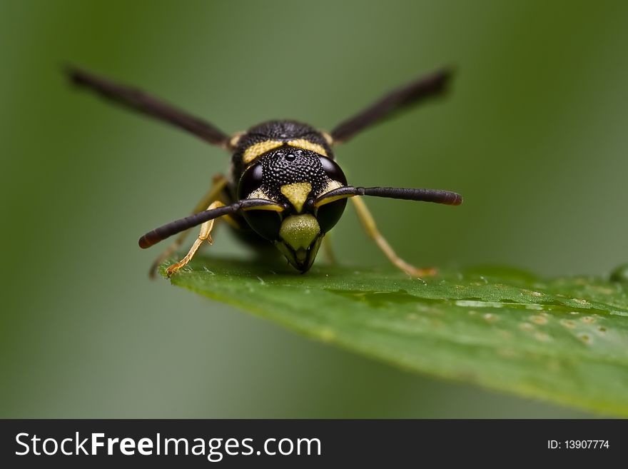 A wasp resting on a leaf and drinking the water from a water droplet.