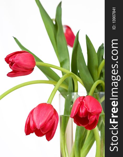 Tulips in vase isolated in white background