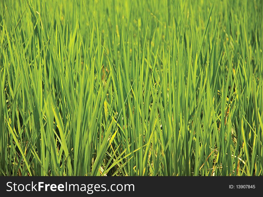 Close Up of Rice Crops