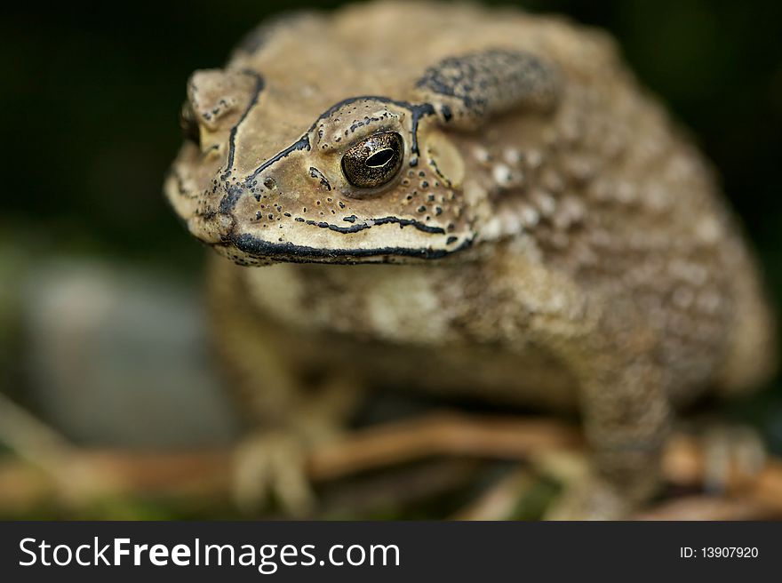 The cautious eye of a toad. The cautious eye of a toad.