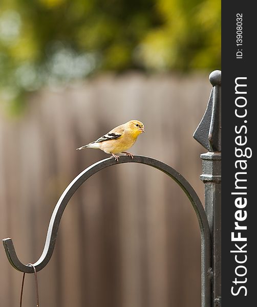 Gold Finch is sitting on an iron bar next to a feeder