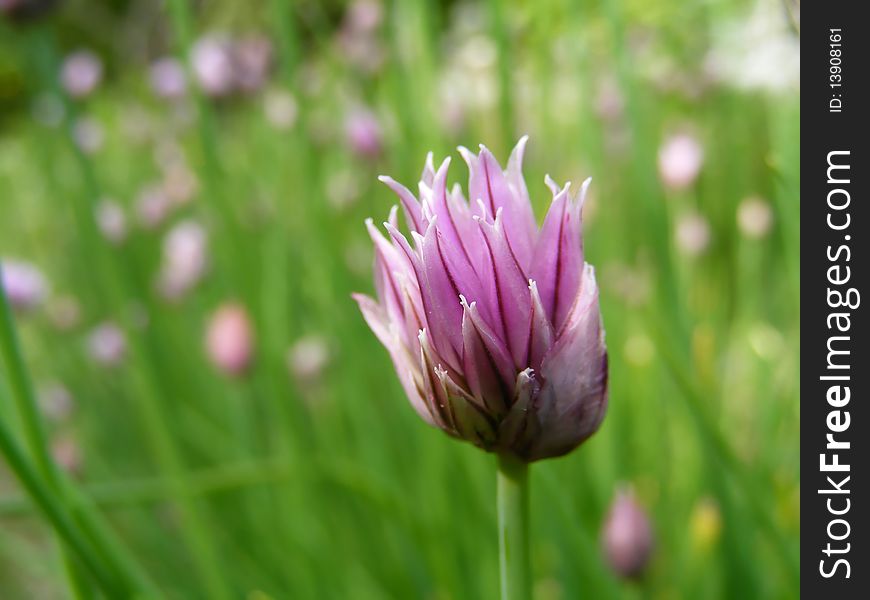 A large patch of wild chives with focus on a single purple flower, just opening up.