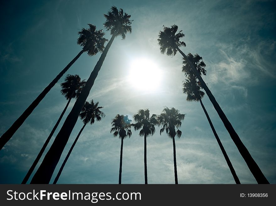 10 palm tress surrounding the sun. 10 palm tress surrounding the sun