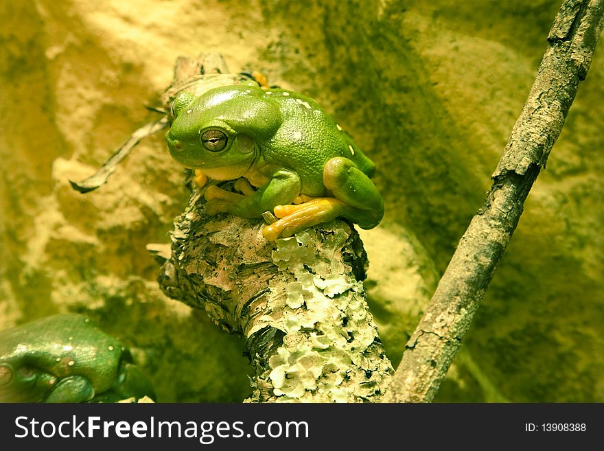 Green Tree Frog Sitting On Branch