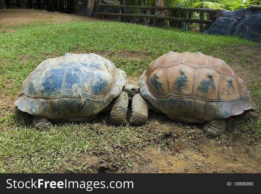 Two turtles head to head. Two turtles head to head