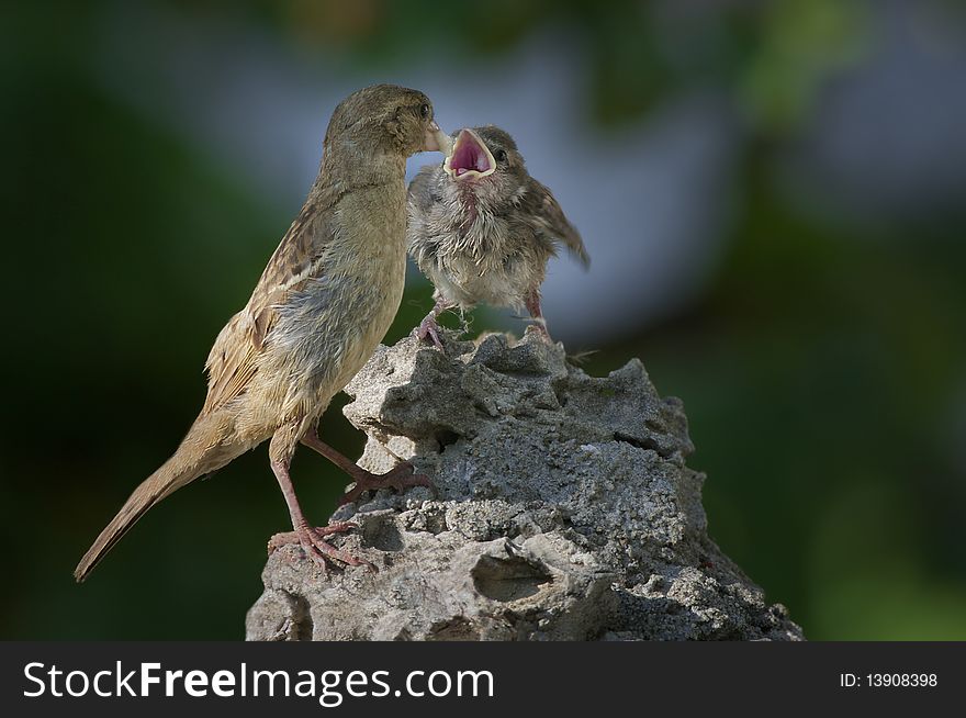 Mom Sparrow gives food to her little. Mom Sparrow gives food to her little