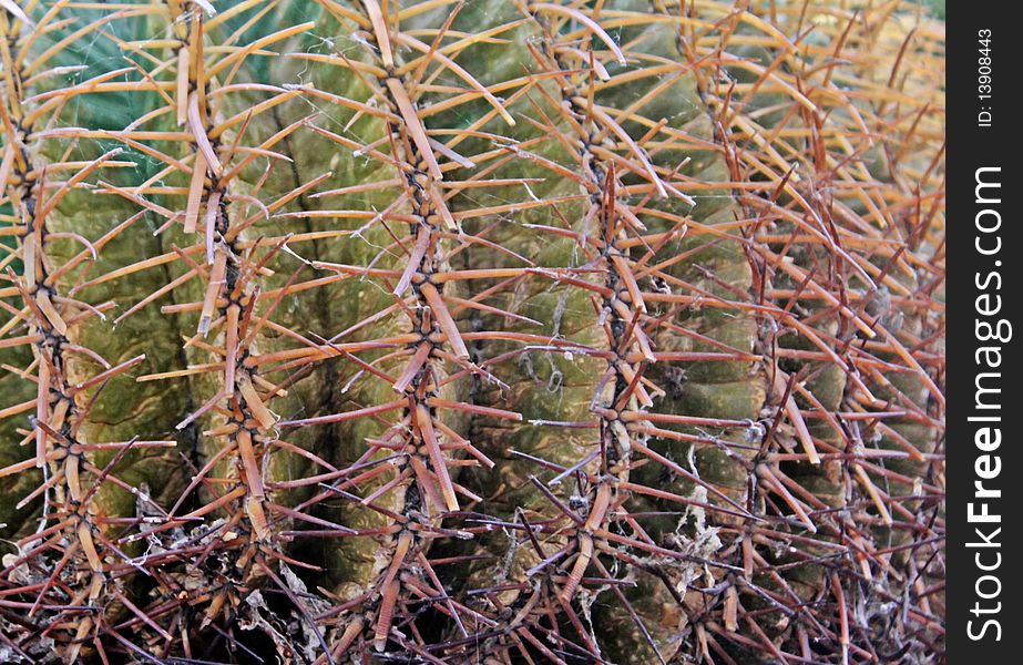 Close up of a thorny cactus plant for background.