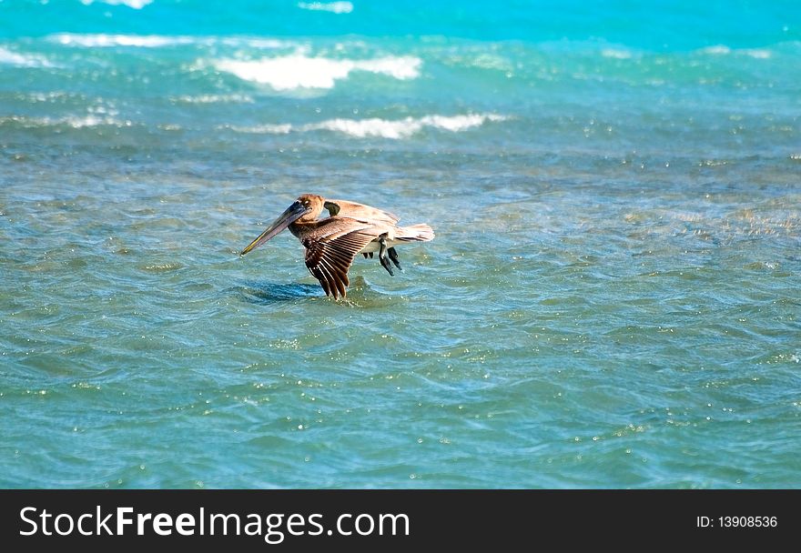 Image of hunting pelican, Cuba