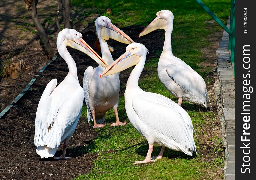 The image of four pelicans