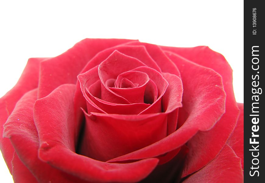 Red damask rose isolated on white background